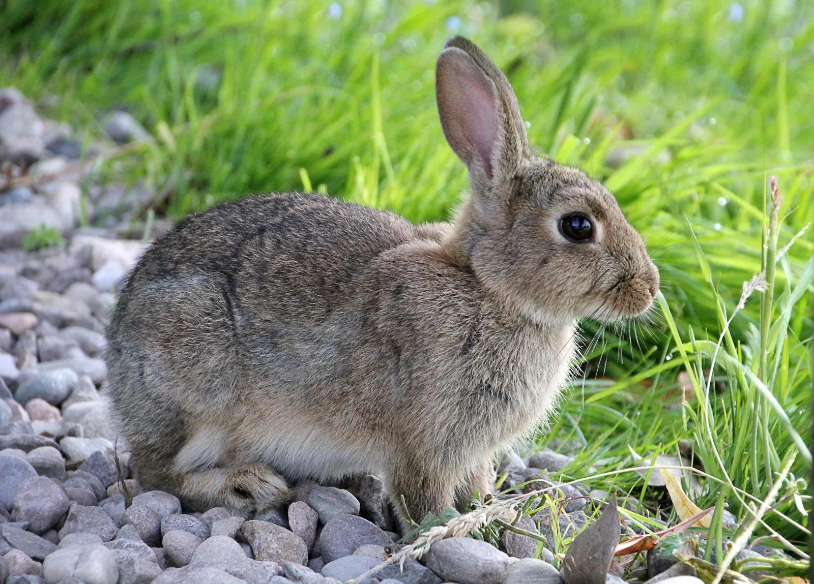 Rabbits And Hares Of The U S