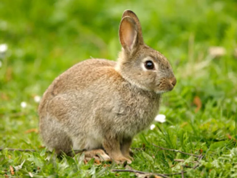 Rabbits Are Not Starter Pets Caring For Them Is Hard Peta
