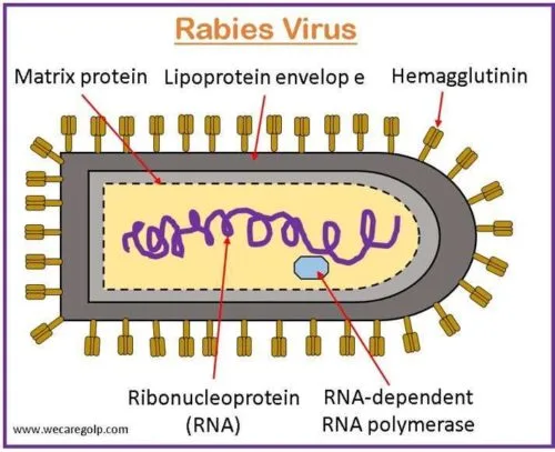 Rabies Causes Symptoms Management We Care