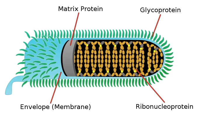 Rabies Virus Diagram
