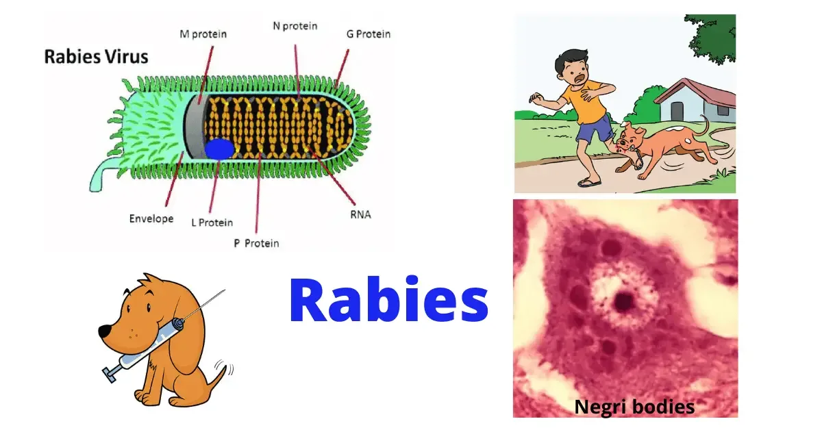 Rabies Virus Diagram