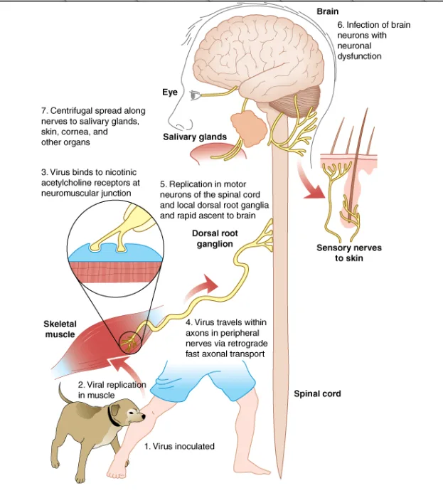 Rabies Virus Diagram