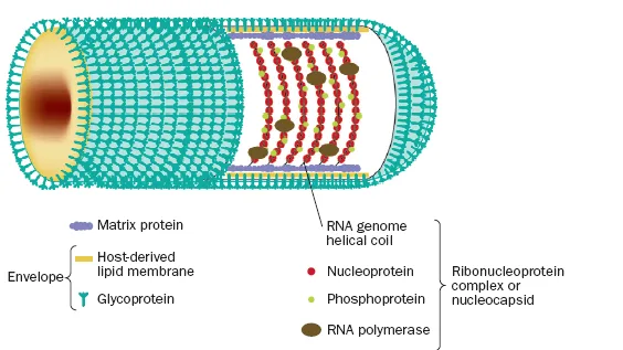 Rabies Virus Diagram