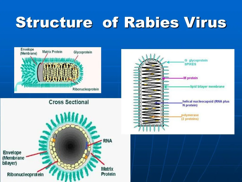 Rabies Virus Diagram