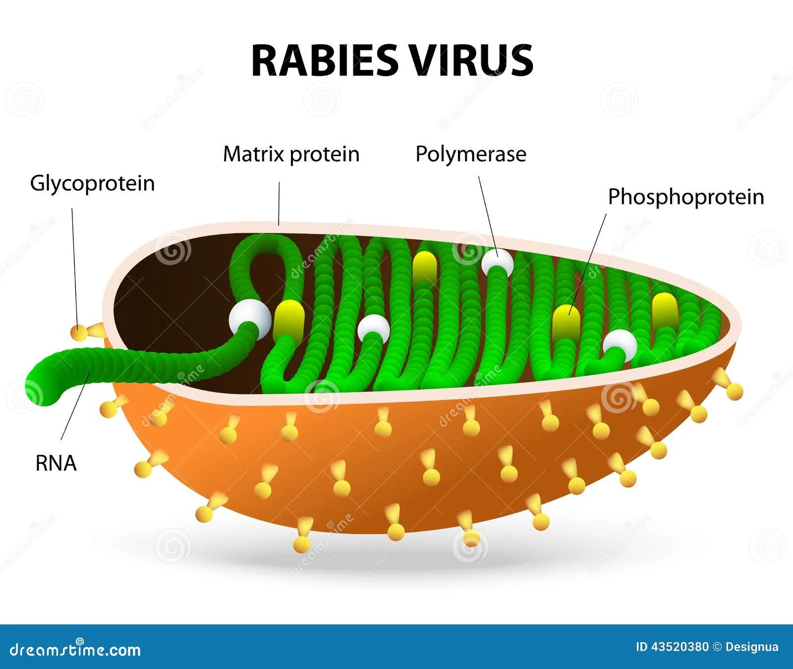Rabies Virus Diagram