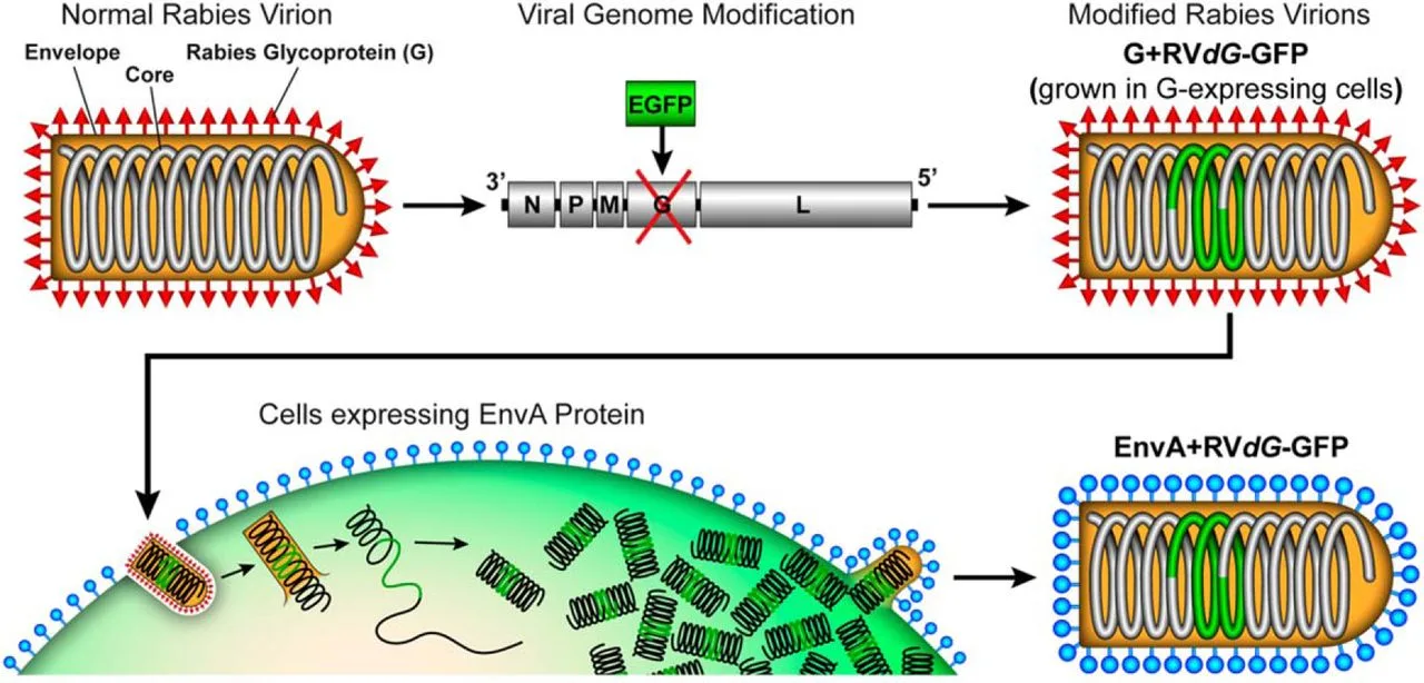 Rabies Virus Diagram