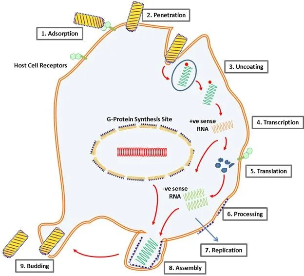 Rabies Virus Diagram