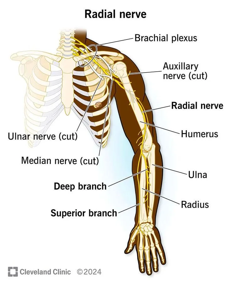 Radial Nerve Radial Nerve Nerve Anatomy Nerve Damage Symptoms