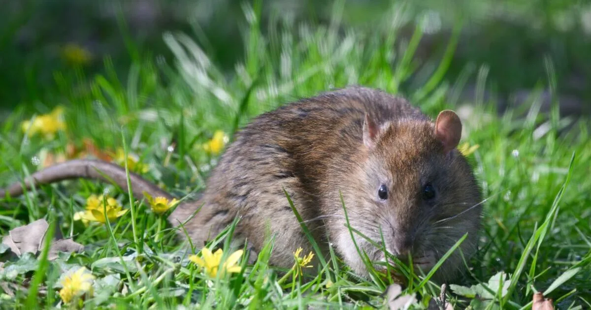 Rats Will Scurry Away From Your Garden If You Leave 1 Kitchen Item Outside