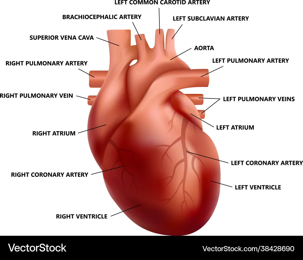 Realistic Heart Anatomy With Descriptions Diagram Vector Image