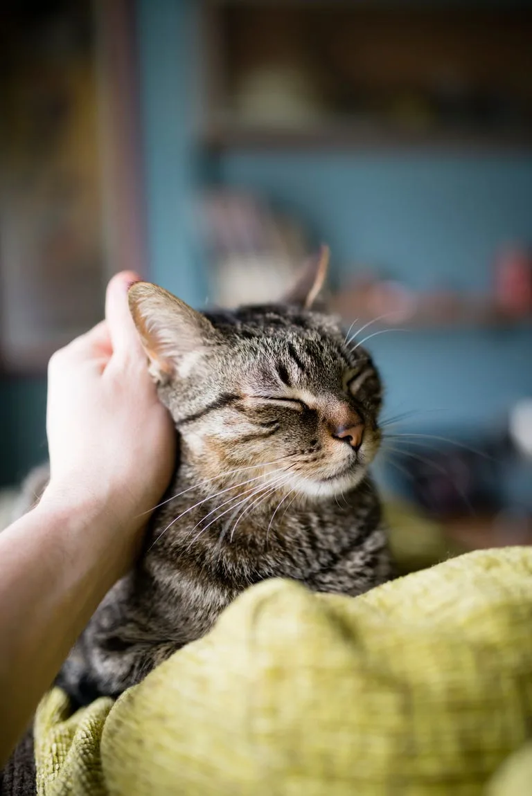 Regular Interaction With Cats Could Help To Tackle Loneliness