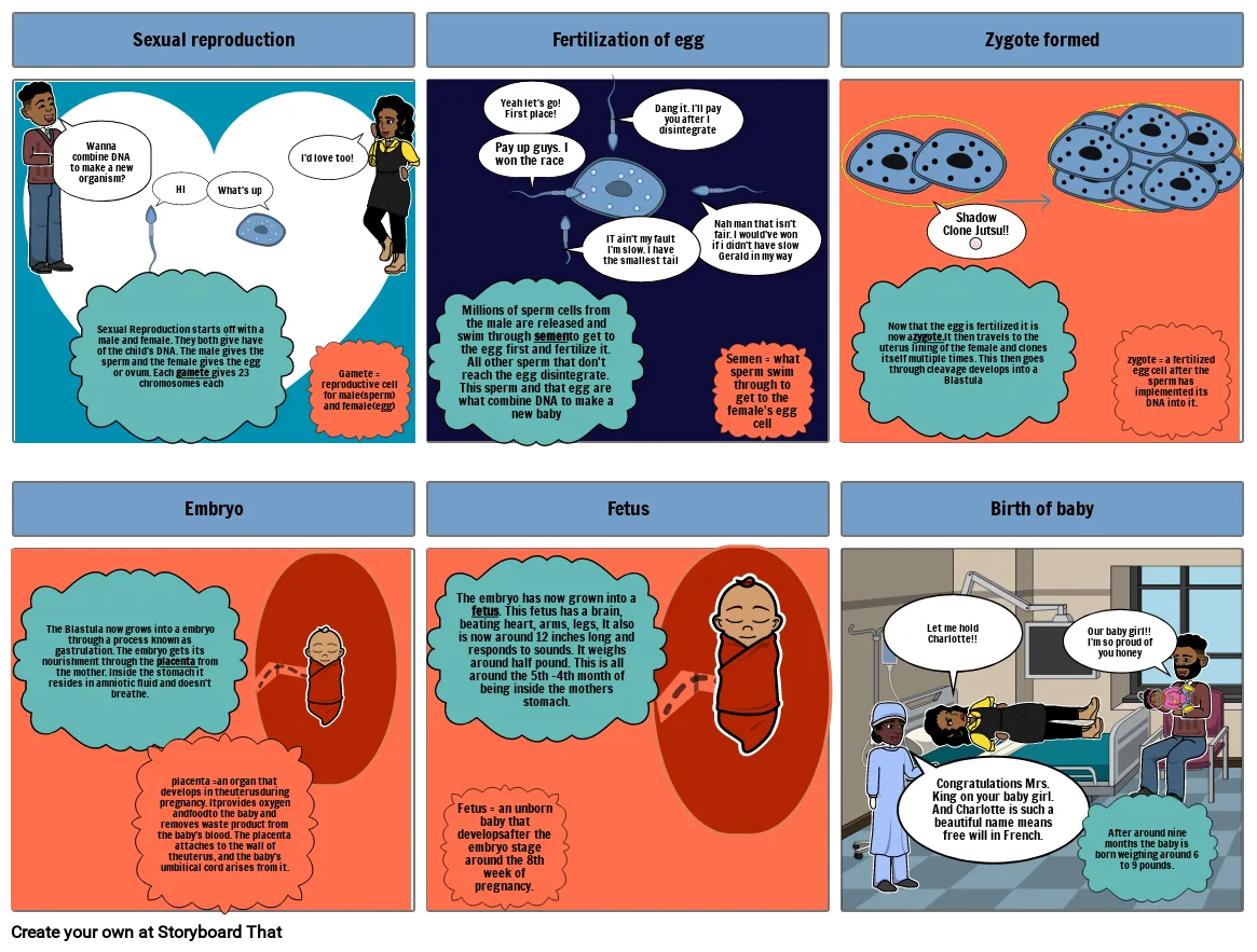 Reproductive System Storyboard By 3121659C