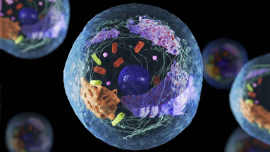 Research On Cells Create Webquest