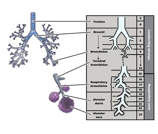 Respiratory Bronchioles Diagram