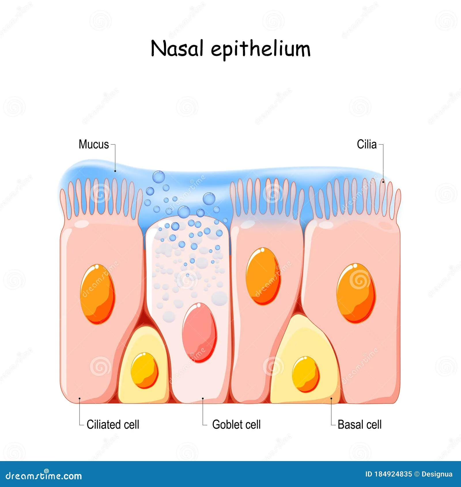 Respiratory Mucosa Diagram