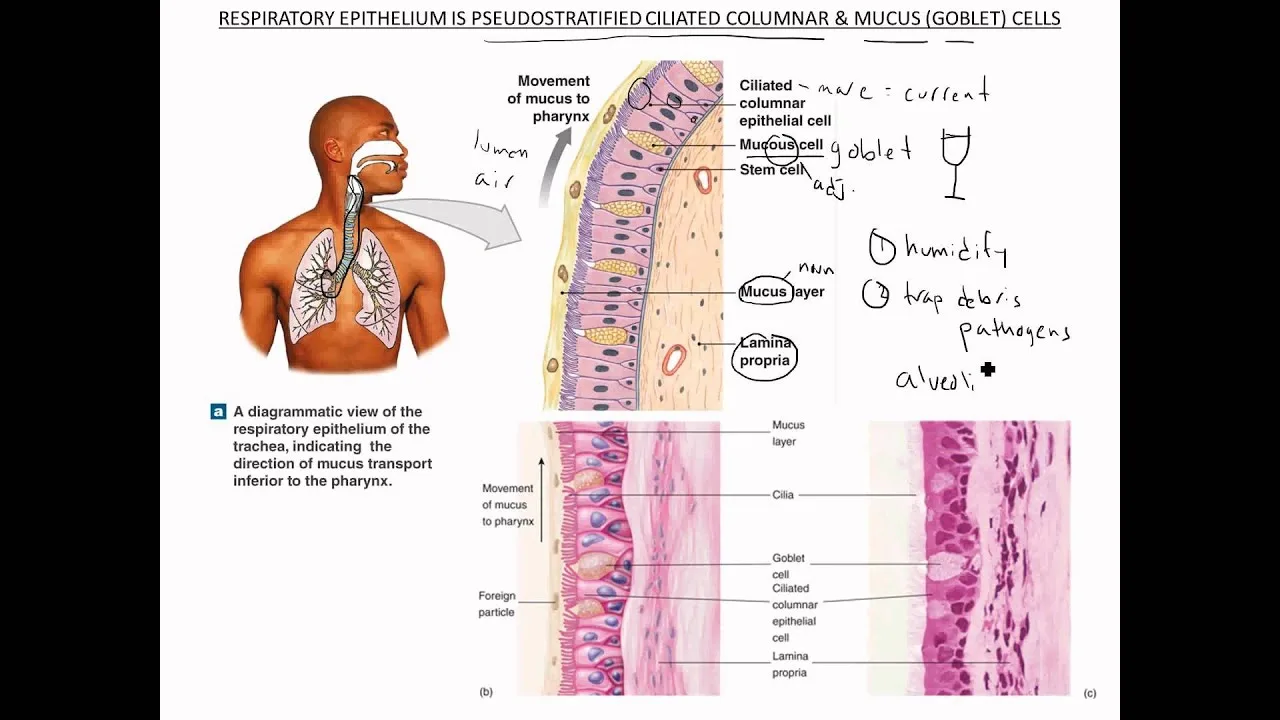 Respiratory Mucosa Diagram