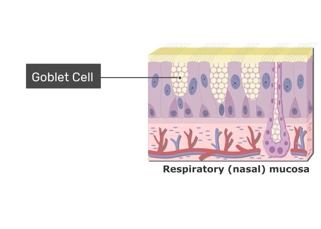 Respiratory Mucosa Diagram