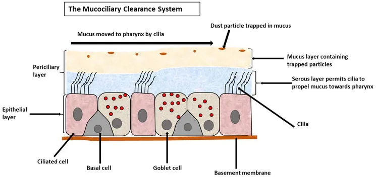 Respiratory Mucosa Diagram