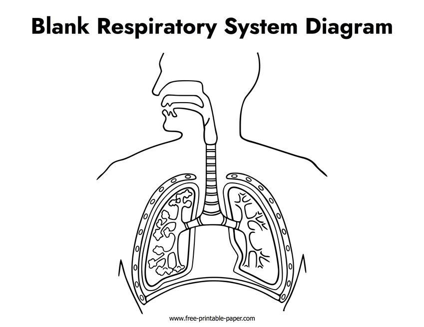 Respiratory System Unlabelled Diagram Respiratory System Unl