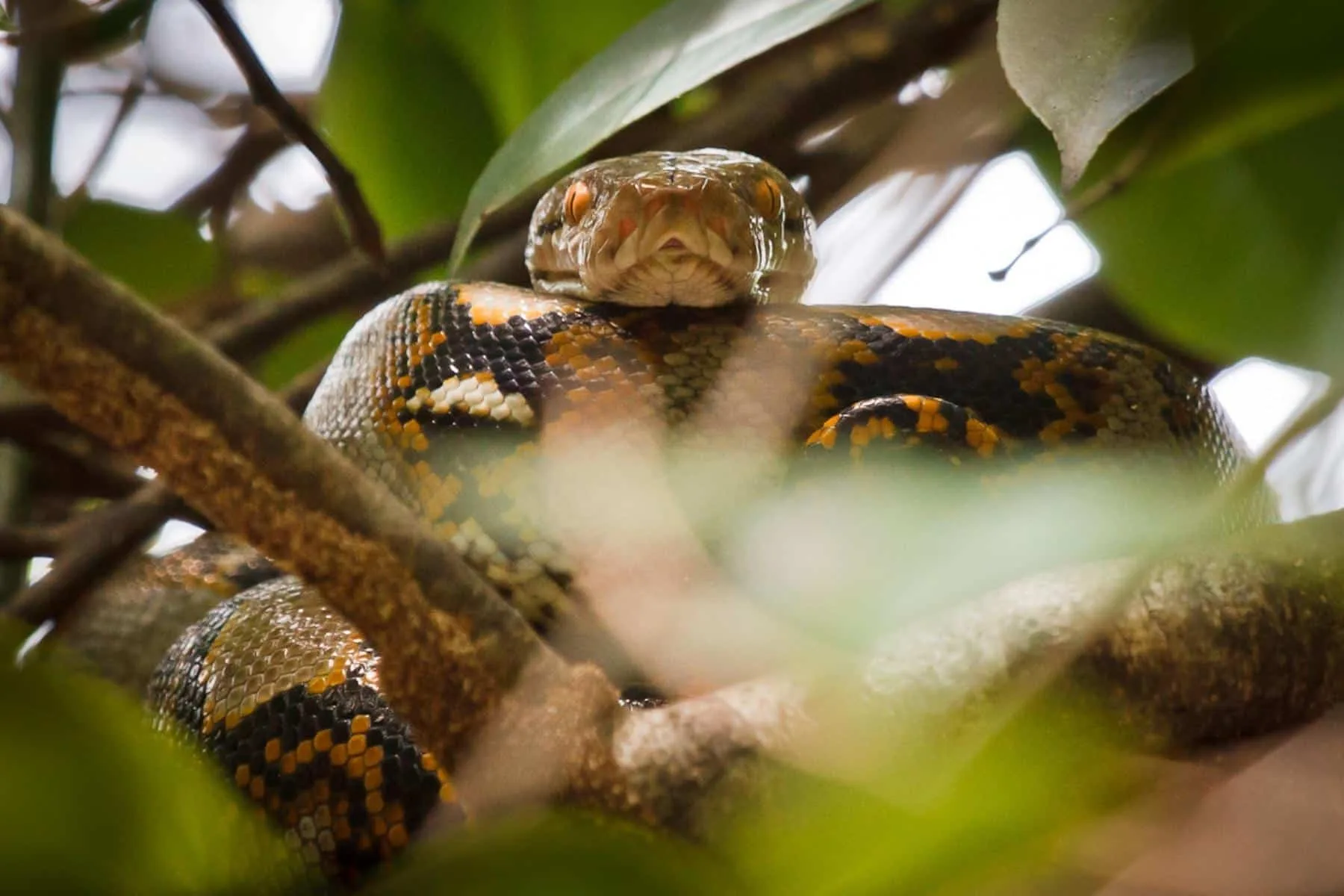 Reticulated Python Khao Sok National Park Thailand