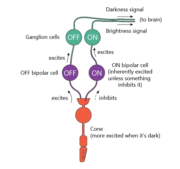 Retinal Bipolar Cells Diagram