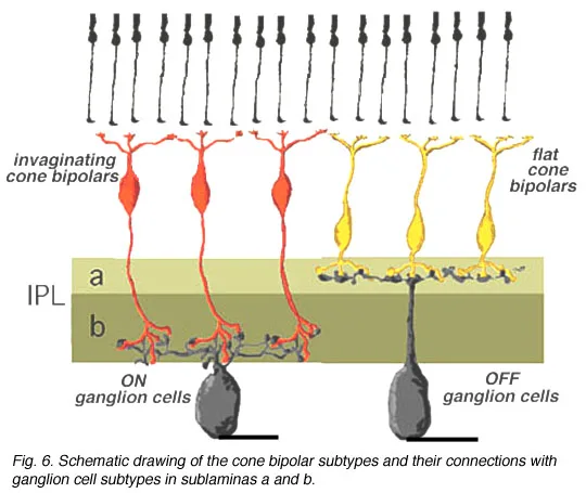 Retinal Bipolar Cells Diagram