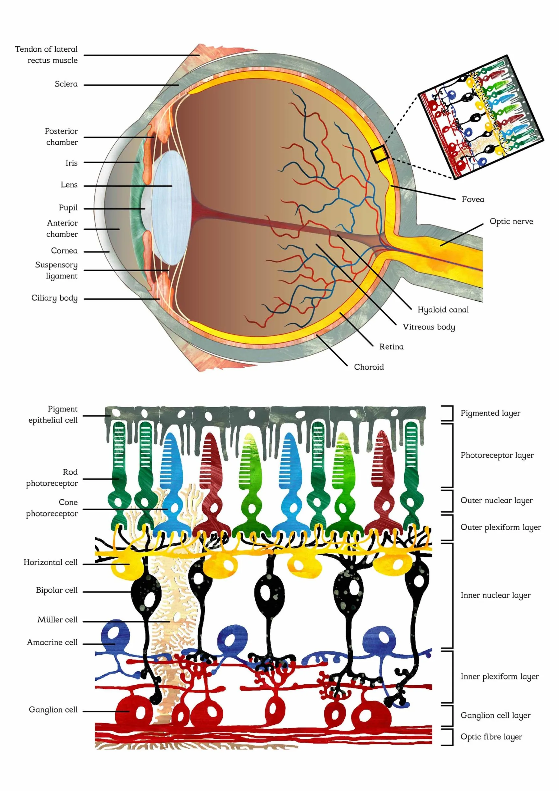 Retinal Bipolar Cells Diagram