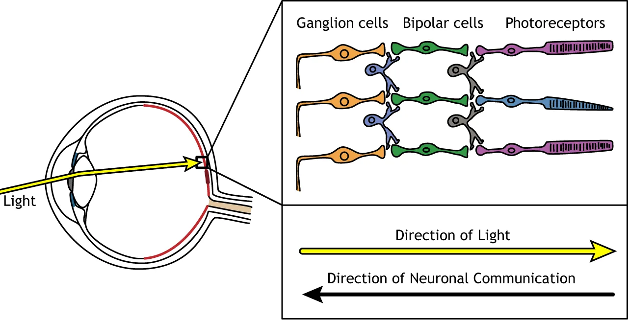 Retinal Bipolar Cells Diagram