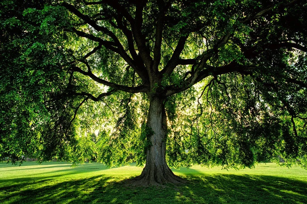 Review How To Read A Tree By Tristan Gooley