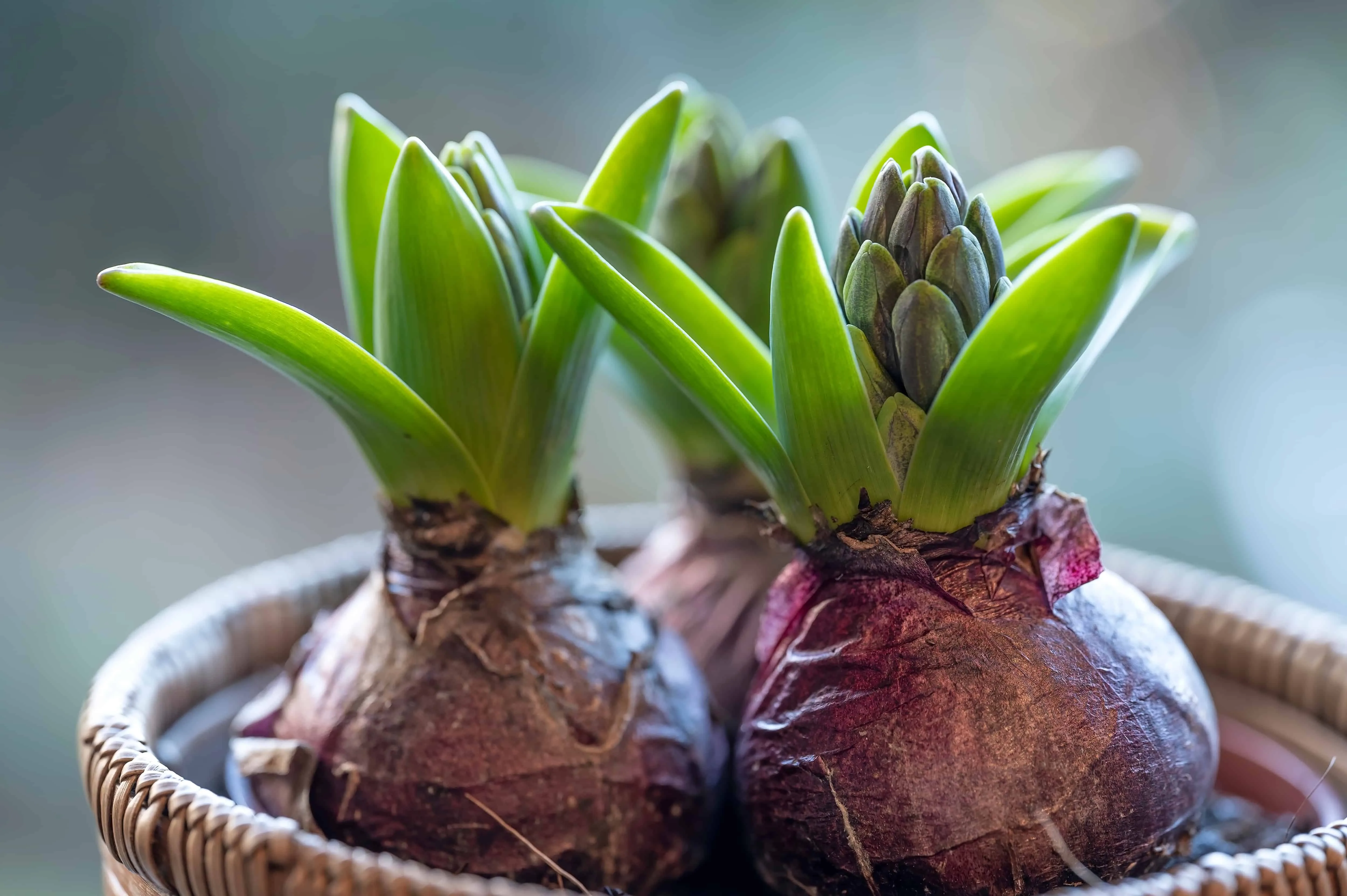 Rhizomes Plant