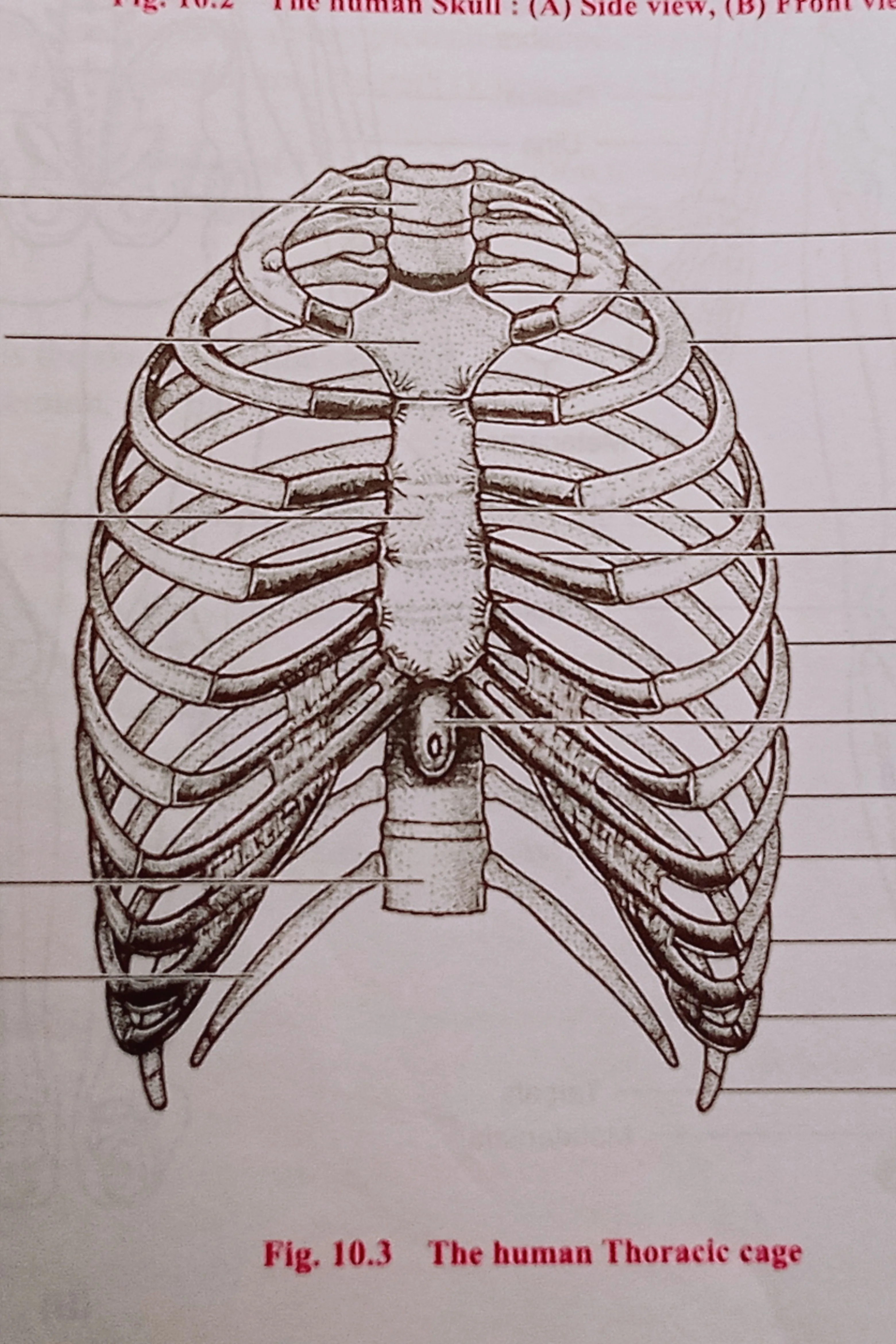 Rib Cage Rib Cage Life Drawing Hyaline Cartilage