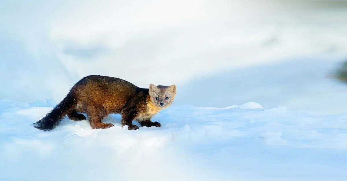 Sable Animal Facts Martes Zibellina A Z Animals