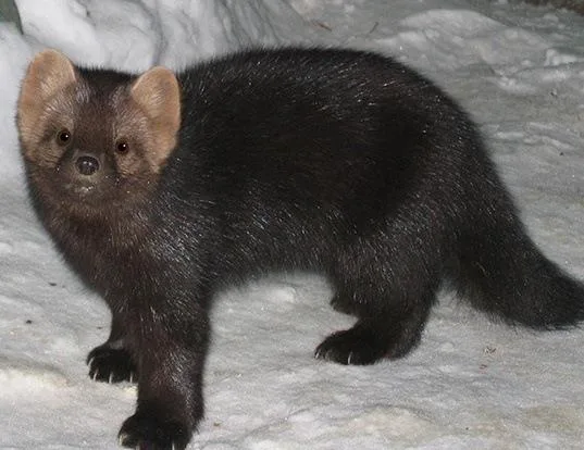 Sable