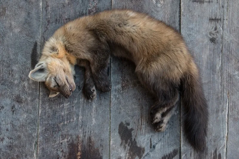 Sable