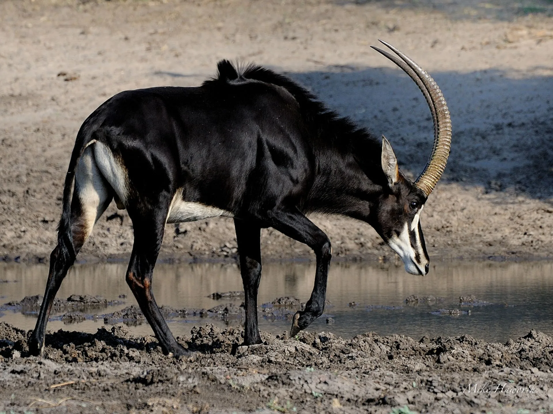 Sable Facts Animals Of Asia Worldatlascom