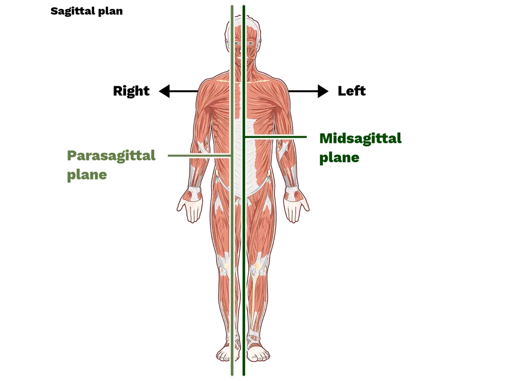 Sagittal Plane Labster