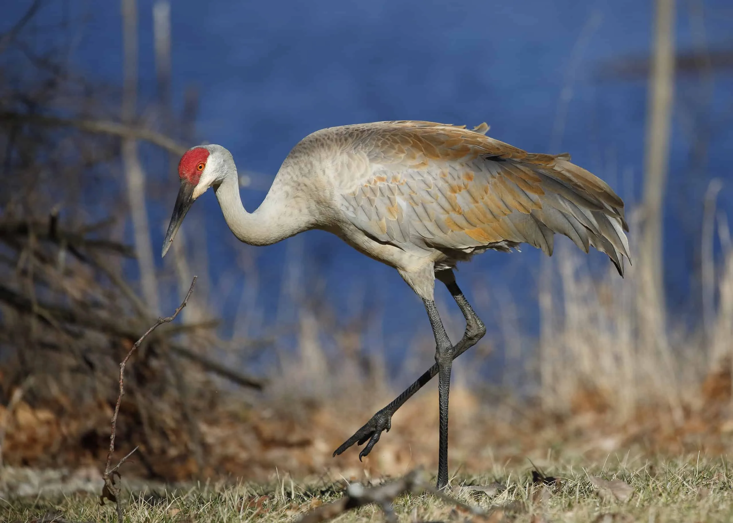 Sandhill Crane Food Web