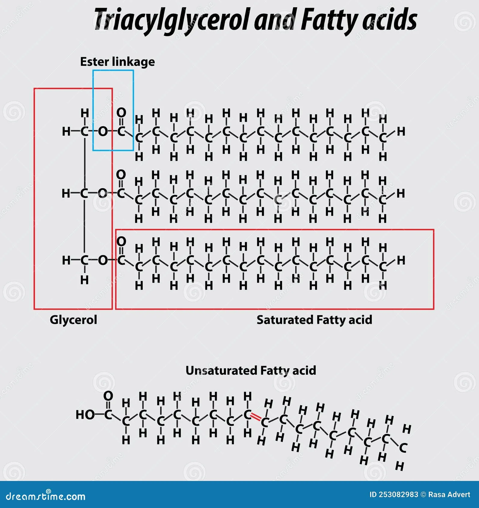 Saturated Fatty Acid Structure Diagram Fatty Acids