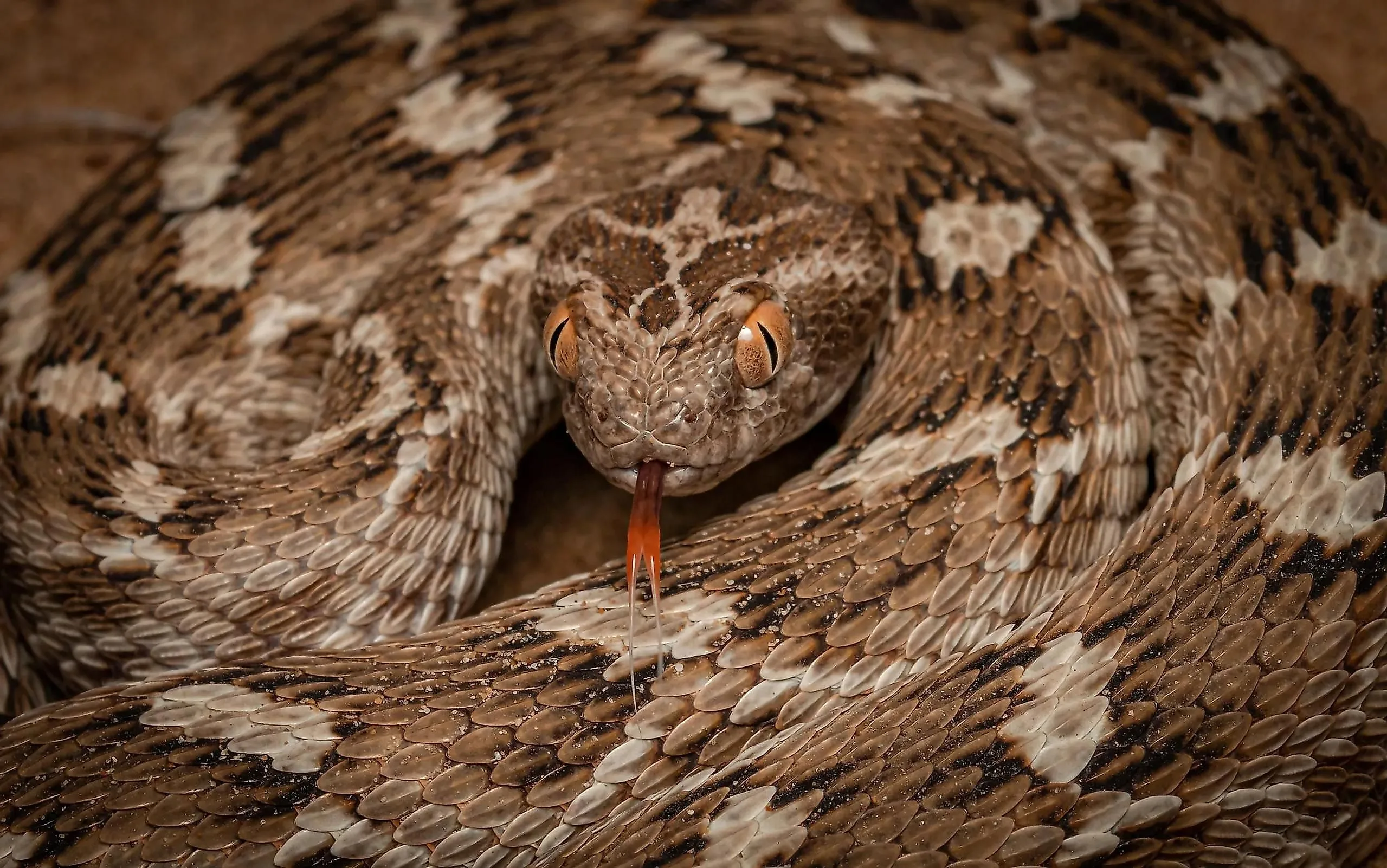 Saw Scaled Viper Map