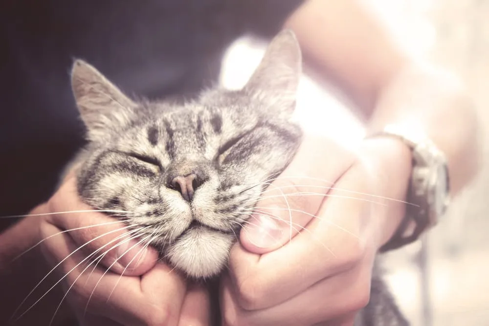Scabies In Cats Great Pet Care