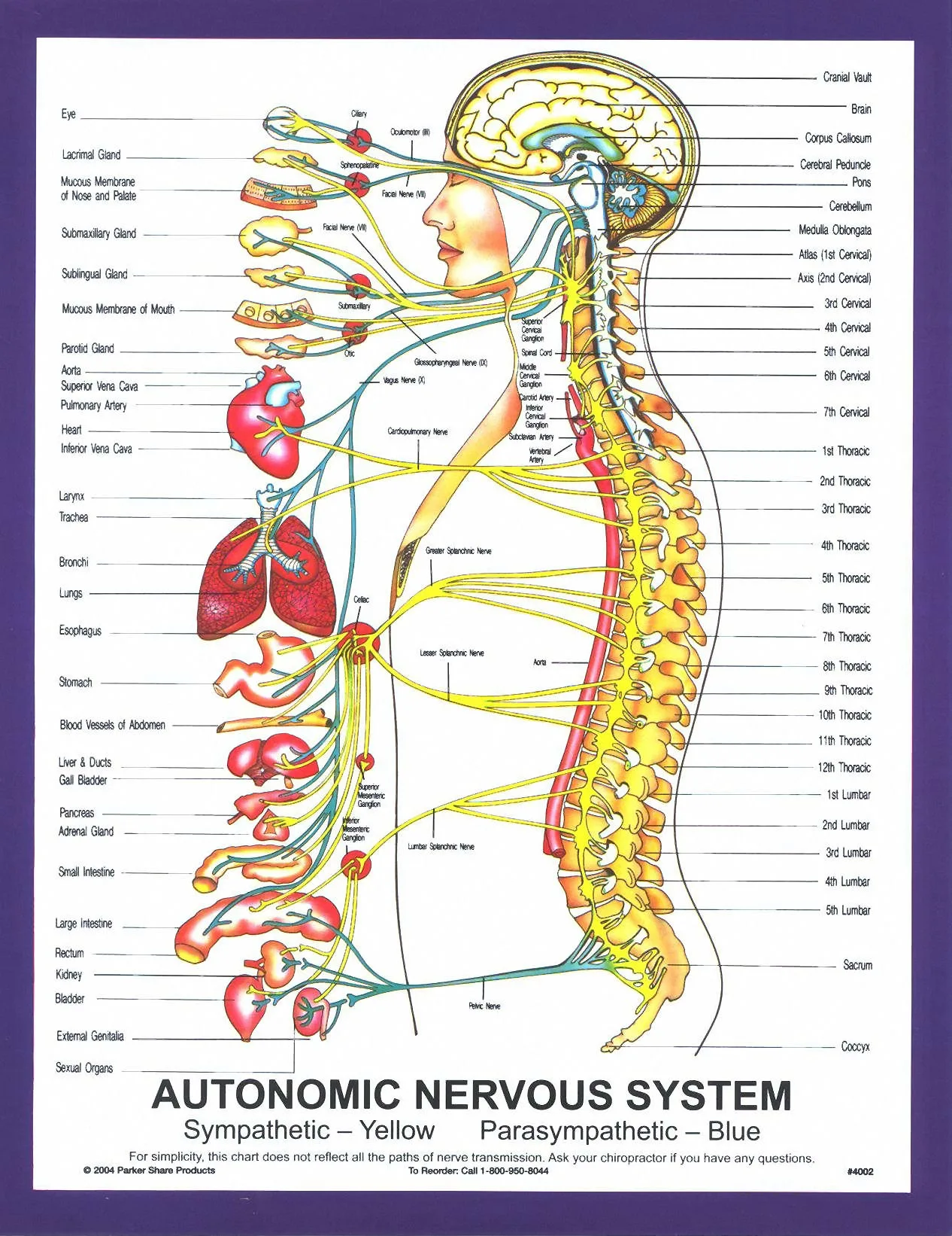 Schematic Diagram Autonomic Nervous System Anatomy Autonomic