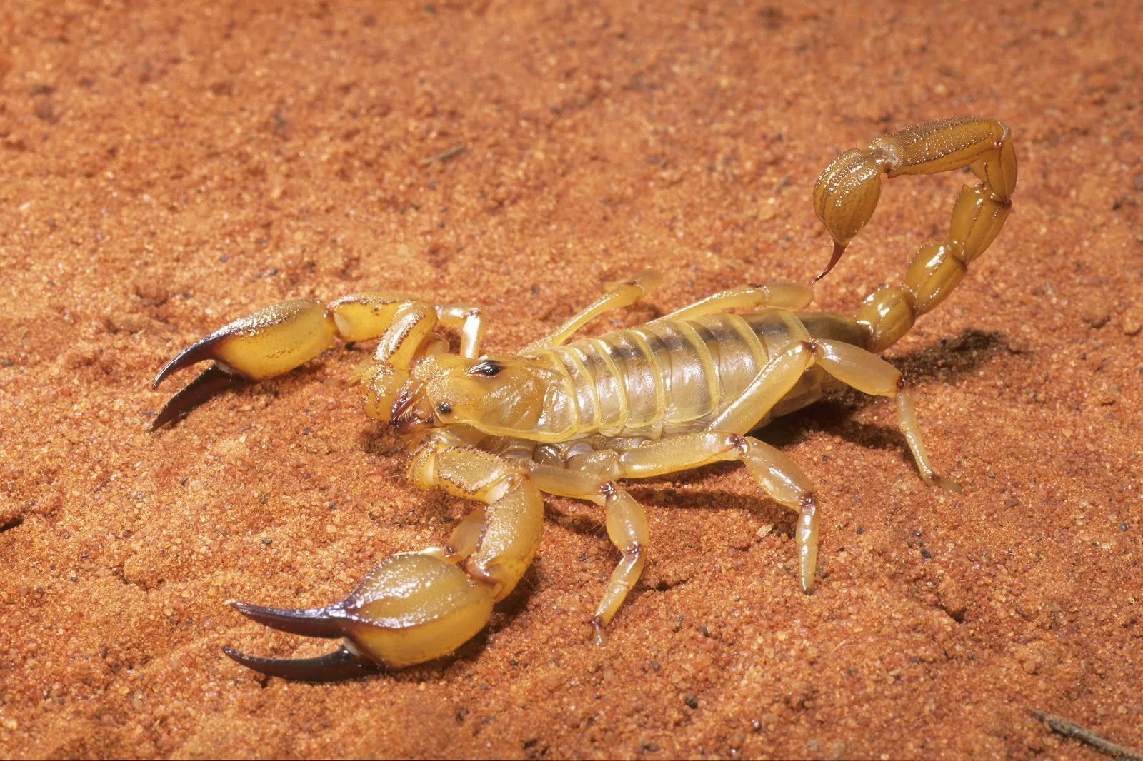 Scorpions The Australian Museum