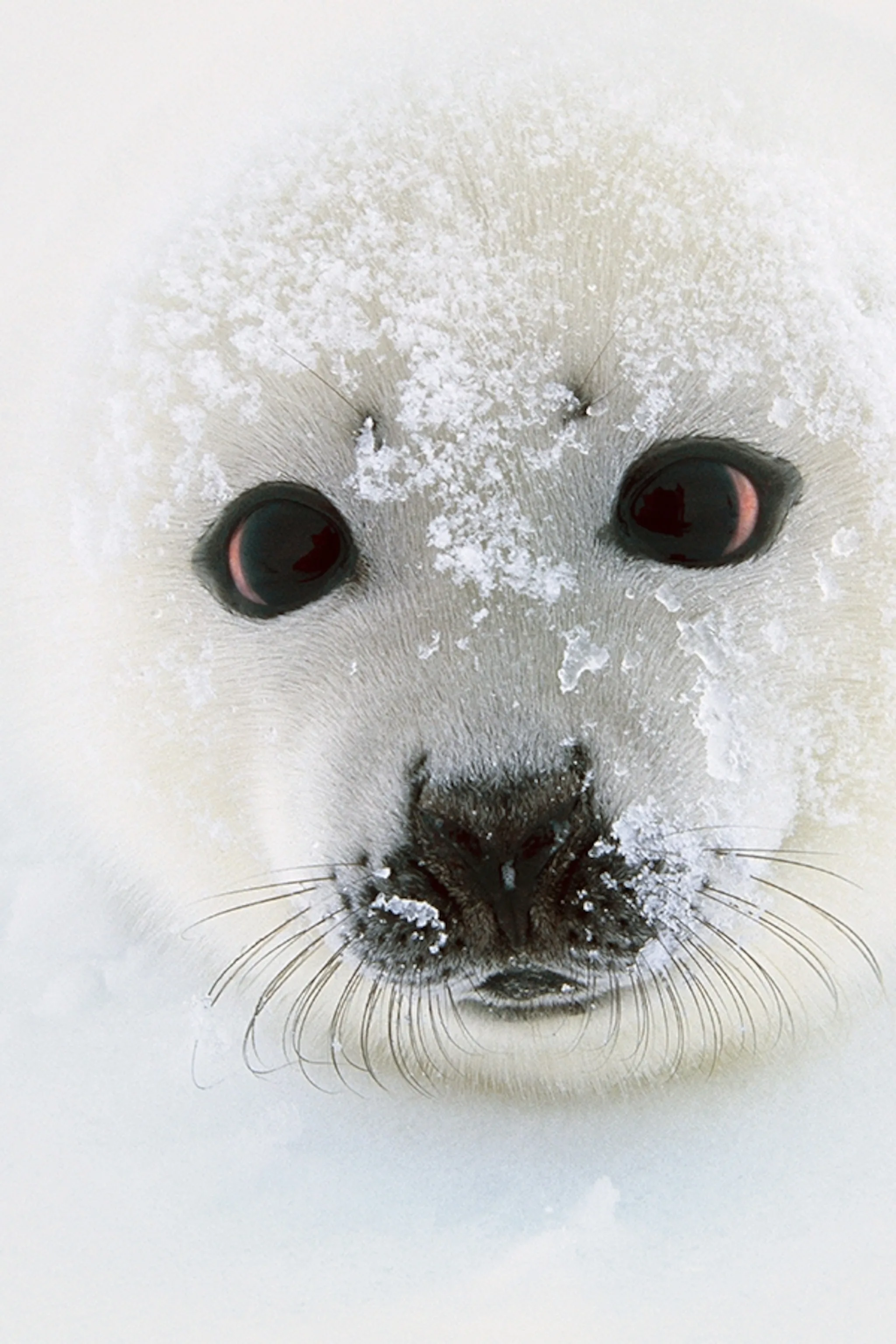Seal