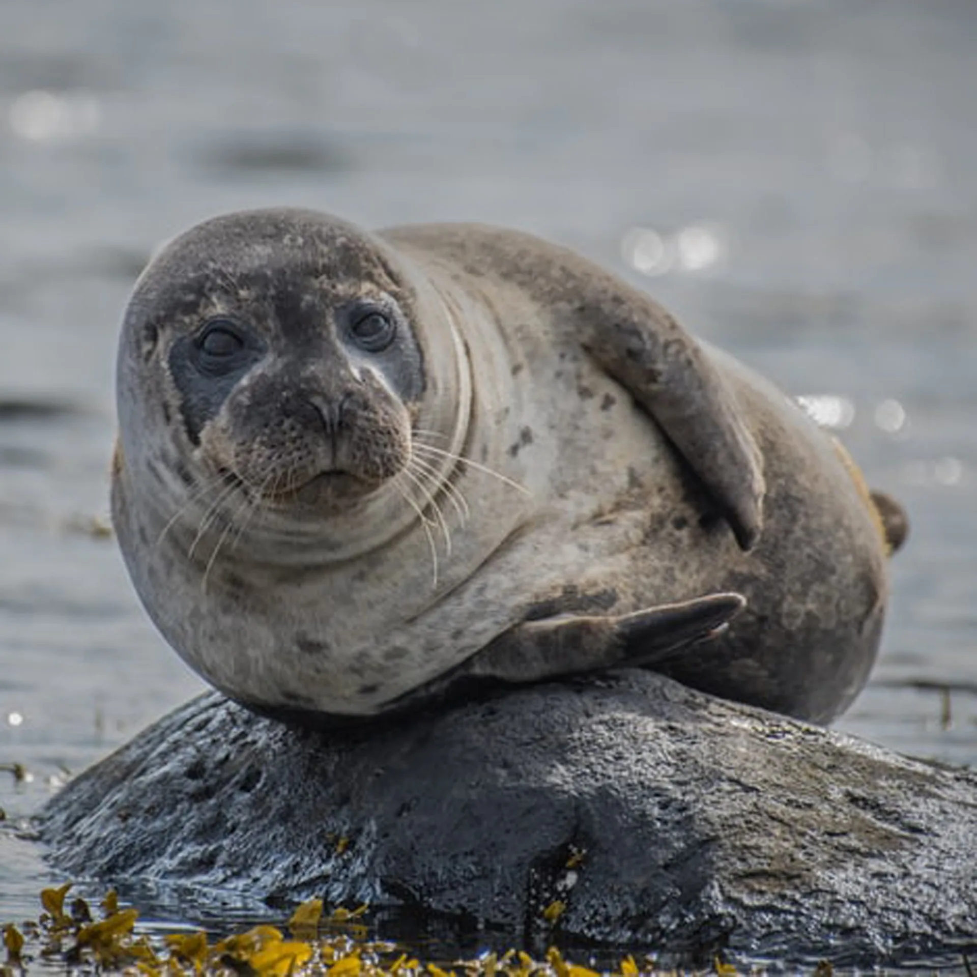 Seal