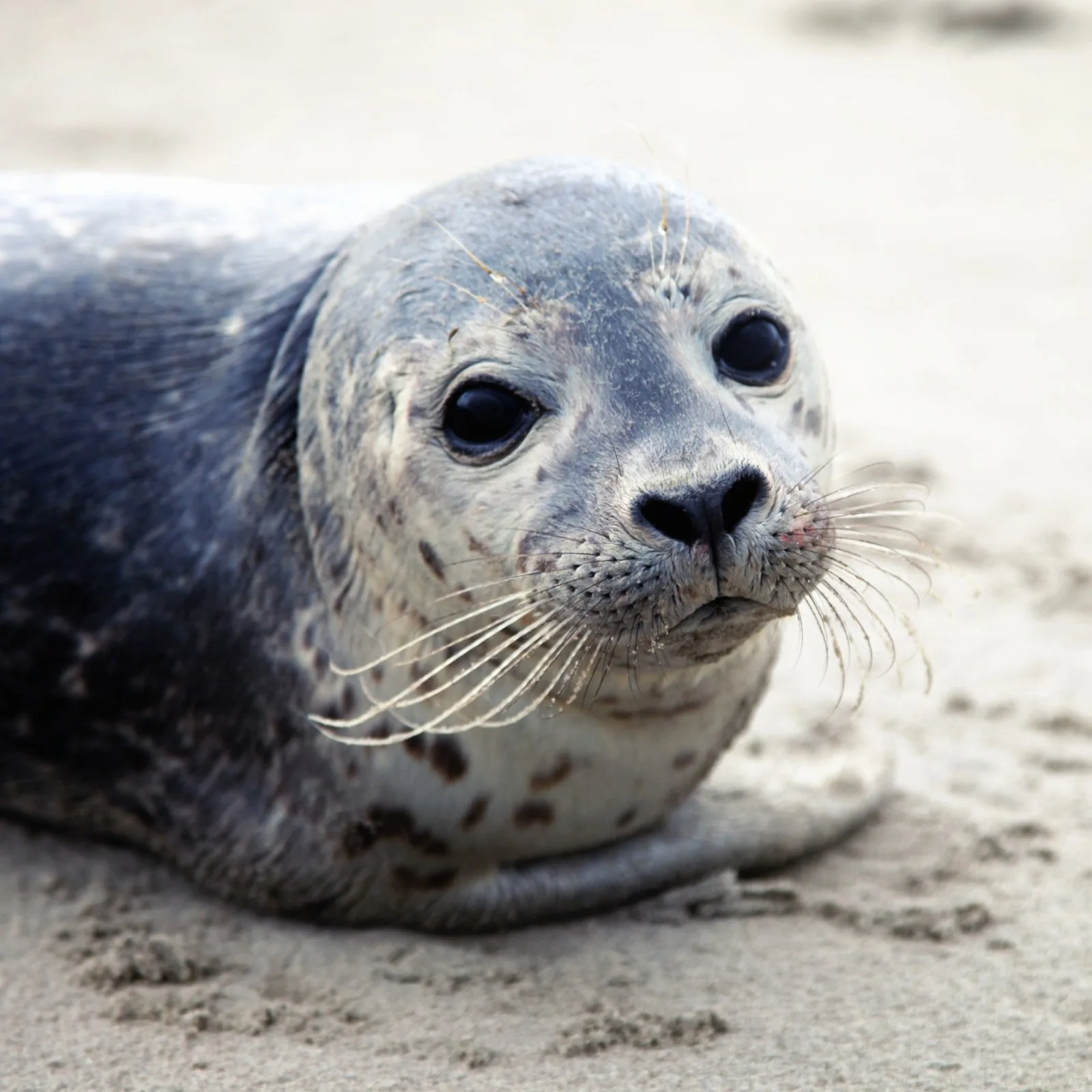 Seal