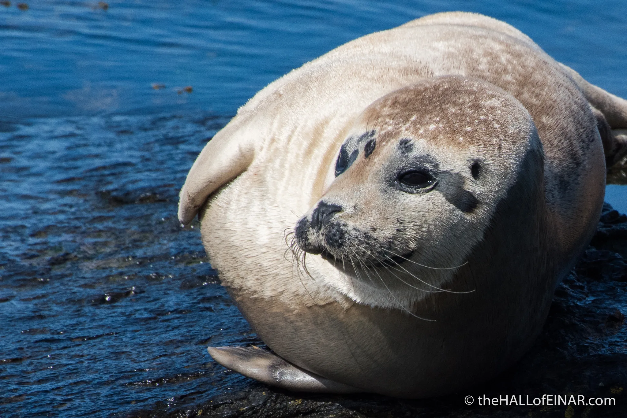 Seal Haul The Hall Of Einar