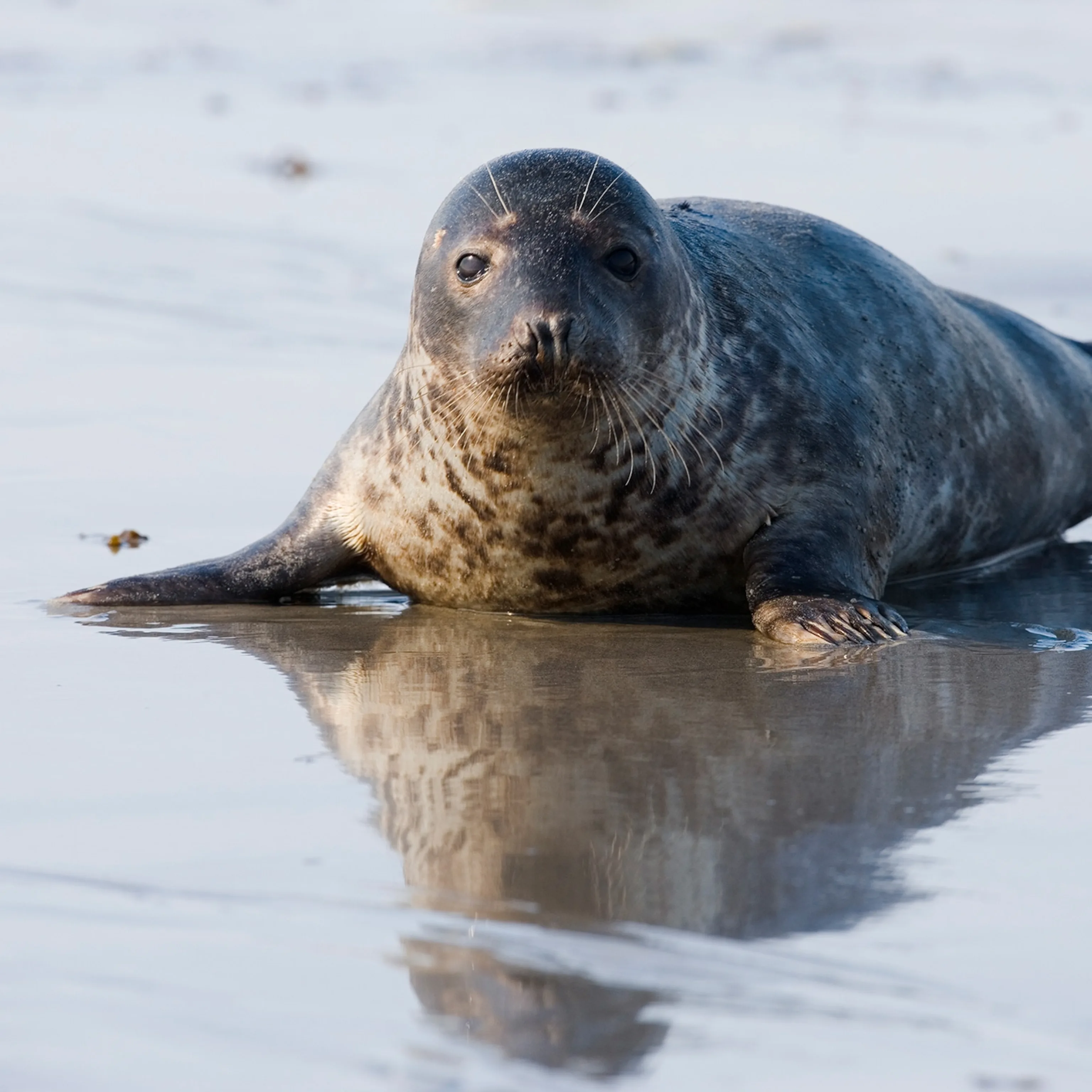 Seal Karena Root