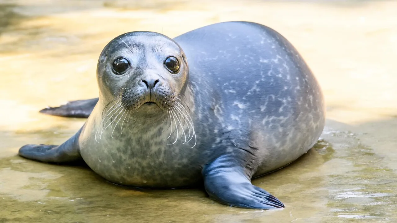 Seal Zoo Berlin