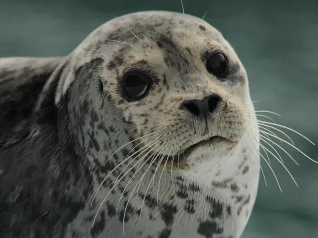 Seals Species Wwf