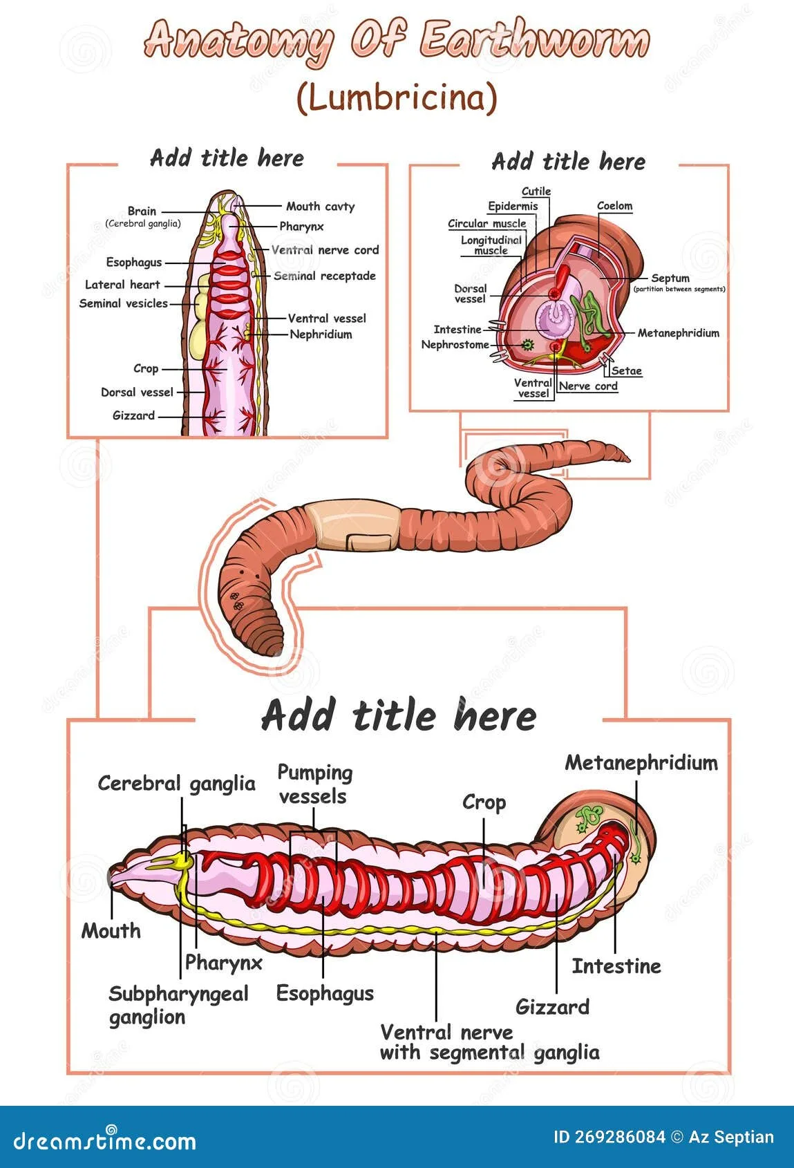 Segmented Worm Diagram